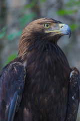 Eagle on a tree in the forest