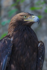 Eagle on a tree in the forest