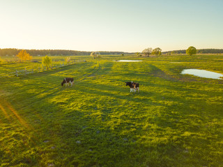 Cows graze on a meadow near the pond at sunset