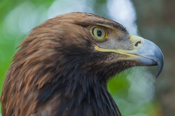 Eagle on a tree in the forest