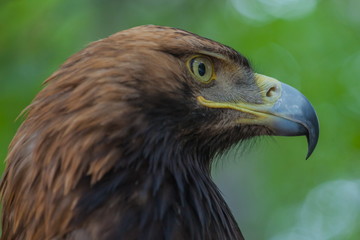 Eagle on a tree in the forest