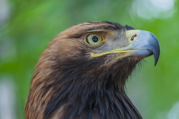Eagle on a tree in the forest