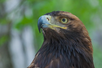 Eagle on a tree in the forest