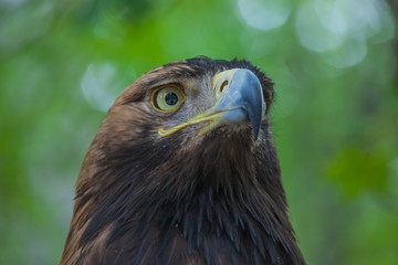 Eagle on a tree in the forest