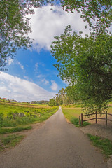 camino entre vegetación