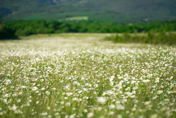 Chamomile flowers field wide background in sun light. Summer Daisies. Beautiful nature scene with blooming medical chamomilles. Camomile Spring flower background Beautiful meadow.