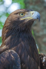 Eagle on a tree in the forest