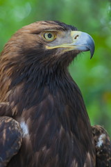 Eagle on a tree in the forest