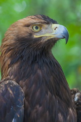 Eagle on a tree in the forest