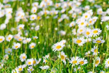 Green grass and chamomile field in the nature