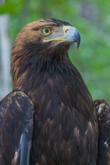 Eagle on a tree in the forest