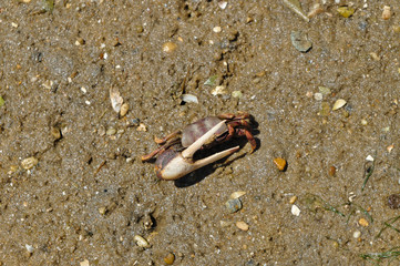 Fiddler crab in Ria Formosa. Algarve, Portugal