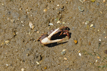 Fiddler crab in Ria Formosa. Algarve, Portugal