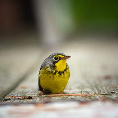 Canada warbler rests on rustic planking on a bright Spring day in Brunswick, Maine