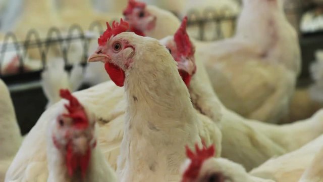 white broilers look at camera against feeders