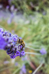 Biene Lavendel Bienen Honig Nektar Wiese