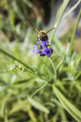 Biene Lavendel Bienen Honig Nektar Wiese