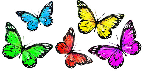 beautiful color butterflies,set, isolated  on a white