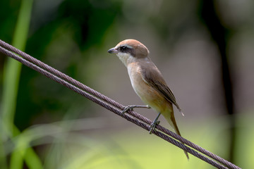 Brown shrike
