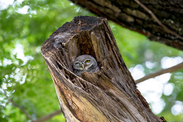 spotted owl in Thailand