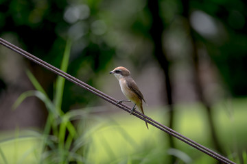 Brown shrike