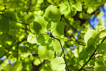 Fototapeta na wymiar Background from leaves of linden