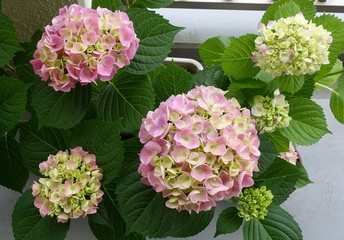 五月の紫陽花