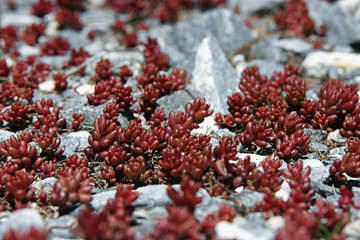 Succulente su dolomite