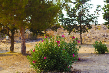 Flowering Nerium oleander bush with pink flowers