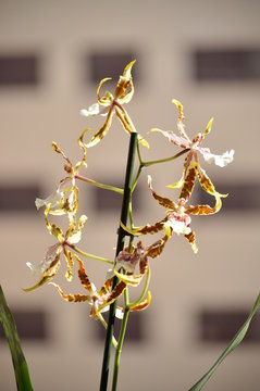 Orchid Brassia Tessa Yellow And Brown Photograph Of Various Flowers On A Stick. Nature Orchid Botanica Biology Phytology Flowers Plants. May 5, 2018. Madrid Spain.