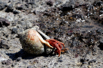 Hermit crab 