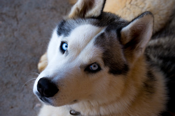 Husky Dog Portrait