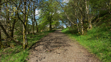 Country path through woodland.