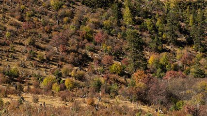 Autumn tree color view of Road Trip in borders between Sichuan and Yunnan provinces in China