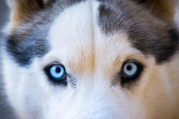 Close-up of Beautiful Husky