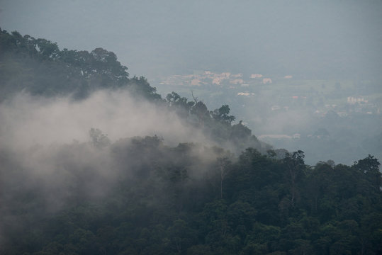 Fototapeta fog above rainforest