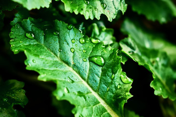 Drops of transparent rain on a green leaf macro. Beautiful leaf texture natural background.