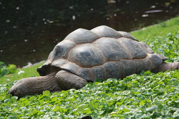 Schildkröte