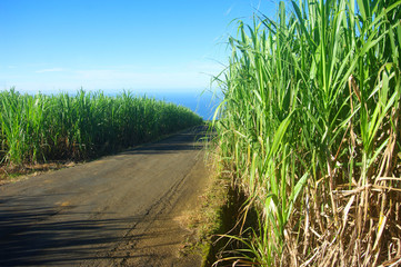 La Réunion - Chemin dans la canne à sucre
