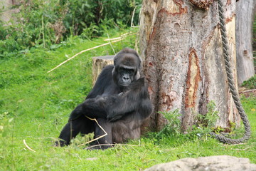 Gorilla