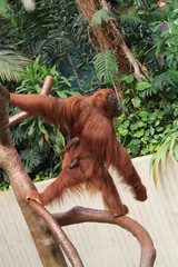 Fototapeta premium Orang-Utan
