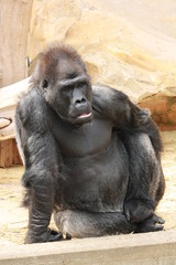 Gorilla