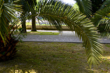 Palm leaves. Tropical tree