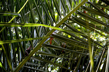 Palm leaves. Tropical tree. Close up