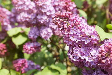 Fototapeta na wymiar Blossoming lilac on sunny spring day