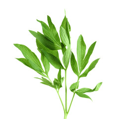 Fresh green peony leaves on white background