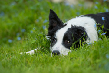 Border Collie liegt müde in einer Wiese