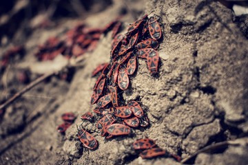 many beetles-soldiers close-up