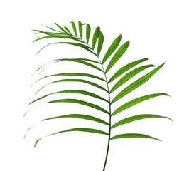 Beautiful tropical palm leaf on white background. Beach object
