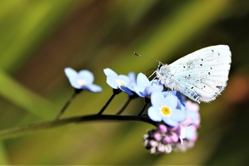 Small Blue